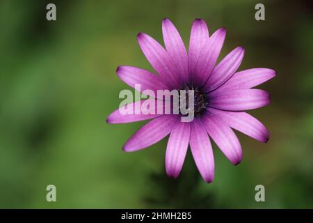 Dimorphotheca ecklonis, noto anche come Capo marguerite Foto Stock