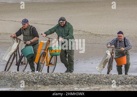 Pêche à pied, coques, hénons, baie de Somme, vélo, tracteur, Foto Stock