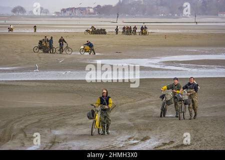 Pêche à pied, coques, hénons, baie de Somme, vélo, tracteur, Foto Stock