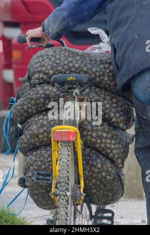 Pêche à pied, coques, hénons, baie de Somme, vélo, tracteur, Foto Stock