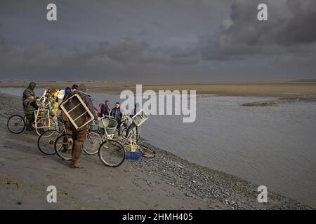 Pêche à pied, coques, hénons, baie de Somme, vélo, tracteur, Foto Stock