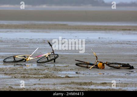 Pêche à pied, coques, hénons, baie de Somme, vélo, tracteur, Foto Stock