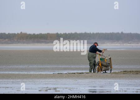 Pêche à pied, coques, hénons, baie de Somme, vélo, tracteur, Foto Stock