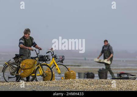 Pêche à pied, coques, hénons, baie de Somme, vélo, tracteur, Foto Stock