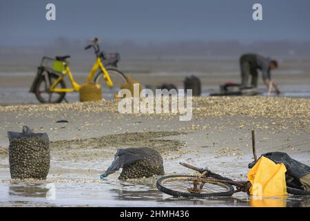 Pêche à pied, coques, hénons, baie de Somme, vélo, tracteur, Foto Stock