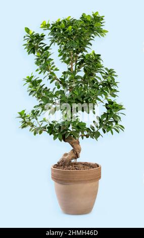 Albero di ginseng Ficus con fogliame verde che cresce in terreno in vaso di argilla su sfondo azzurro chiaro Foto Stock