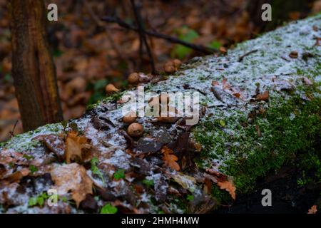 Funghi selvatici e un po' di neve in inverno su un tronco di albero morto Foto Stock