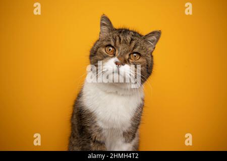 bello tabby bianco soffice britannico shorthair gatto ritratto su sfondo giallo Foto Stock