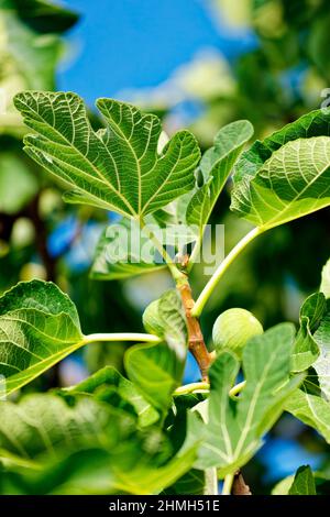 Le fichi crescono su un albero di fico Foto Stock