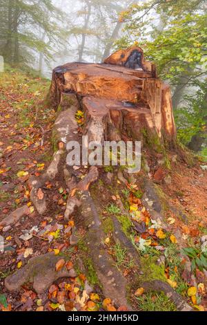 Ceppo di albero nella foresta nuvolosa vicino al castello di Montclair, Mettlach, Saarland, Germania Foto Stock