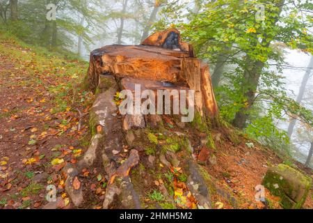 Ceppo di albero nella foresta nuvolosa vicino al castello di Montclair, Mettlach, Saarland, Germania Foto Stock