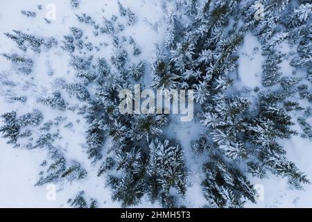 Vista dall'alto della foresta di conifere innevate sull'isola di Senja, Norvegia Foto Stock