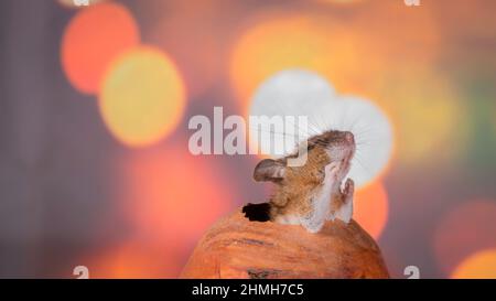 mouse che mostra i denti che escono da un uovo di legno Foto Stock