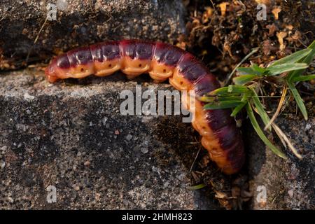 Capra Moth, Cossus cossus, larva caterpillar Foto Stock