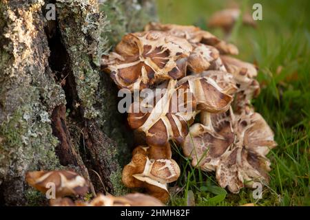 I funghi crescono in una scena moncone, autunnale Foto Stock