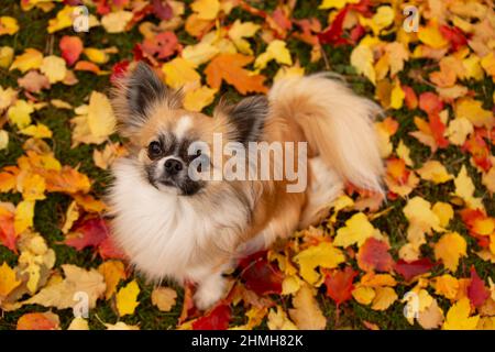 Chihuahua dai capelli lunghi in piedi sul terreno, foglie colorate intorno, fotografato dall'alto, ottobre, Finlandia Foto Stock