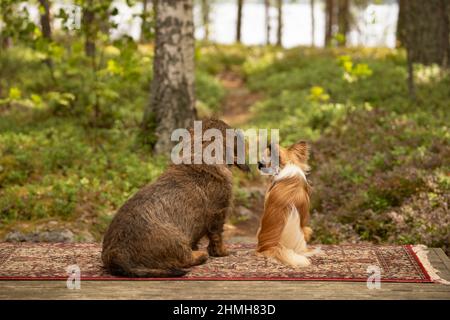 Due cani, amicizia, filo-capelli Dachshund e Long-capelli Chihuahua Foto Stock