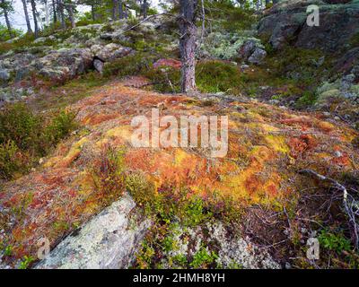 Europa, Svezia, Svezia settentrionale, provincia di Angermanland, patrimonio naturale mondiale dell'UNESCO "Höga Kusten", foresta di conifere boreali con blocchi di granito e licheni di renne Foto Stock