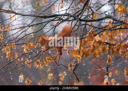 Foraggio acrobatico di uno scoiattolo Foto Stock