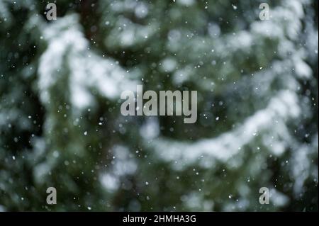 Foresta invernale, fiocchi di neve di fronte a alberi di abete rosso innevati, sfondo sfocato, Germania, Assia Foto Stock