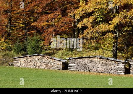 Germania, Baviera, alta Baviera, Chiemgau, Aschau, Percorso ciclabile primentale, foresta di faggio, autunnale colorato, deposito legno, legna da ardere accatastata Foto Stock