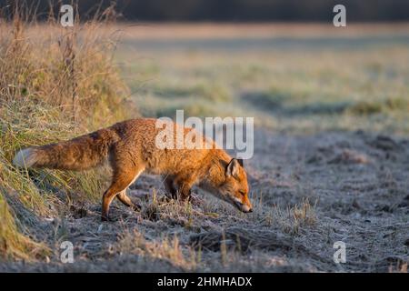 Volpe rossa in un prato coperto di hoarfrost, Vulpes vulpes, inverno, Assia, Germania, Europa Foto Stock