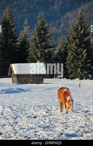 Escursione invernale tra Krün e Wallgau, un Haflinger in un paesaggio invernale da sogno, Germania meridionale, alta Baviera, neve, inverno, Nevoso, alberi, Germania, Baviera, Werdenfels, Krün Foto Stock