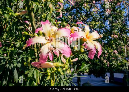 Fiori sul filo di seta, bottiglia nel centro della città, Palermo, Sicilia, Italia Foto Stock