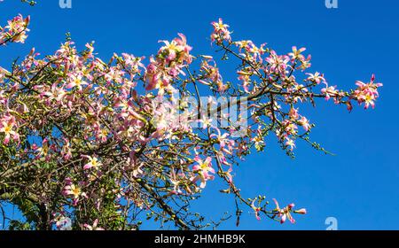 Fiori sul filo di seta, bottiglia nel centro della città, Palermo, Sicilia, Italia Foto Stock