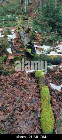 Tronco di legno morto di un abeto caduto su pavimento di foresta umida nella foresta di montagna Foto Stock