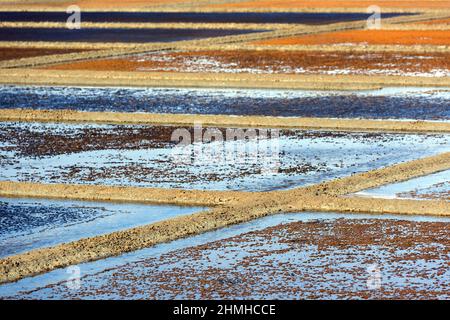 Nelle paludi di sale di Guérande, Francia, Pays de la Loire, dipartimento Loire-Atlantique Foto Stock