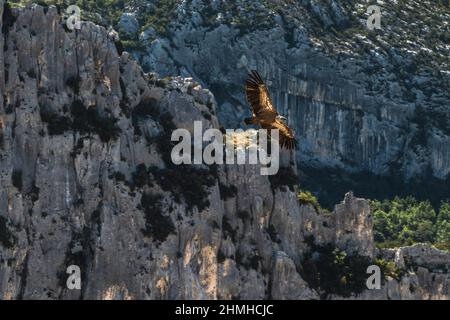 Griffon nella gola del Verdon Foto Stock