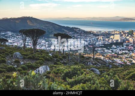 Pino, Pinus pinea, vista da Table Mountain, Platteklip Gorge Trail, Città del Capo, Sudafrica, Africa Foto Stock