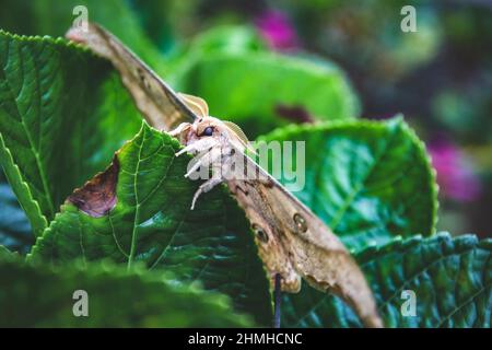 Gigantesca falce imperatore, grande falce imperatore, Saturnia piri, falce, farfalla, Doi Inthanon, Tailandia, Asia Foto Stock