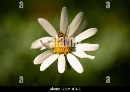 Fiore a margherita, fiore vola sui petali, sfondo naturale sfocato scuro Foto Stock