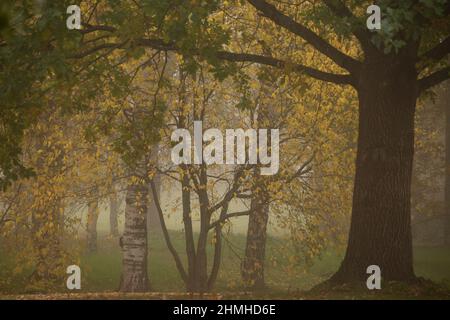 Albero deciduo in una mattinata di nebbia a settembre, natura in autunno Foto Stock