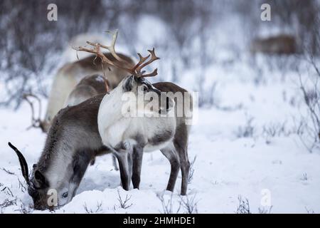 Renna Sami nei pressi di Kautokeino in inverno nella natura Foto Stock