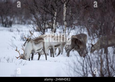 Renna Sami nei pressi di Kautokeino in inverno nella natura Foto Stock