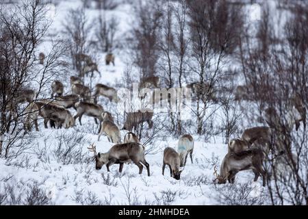 Renna Sami nei pressi di Kautokeino in inverno nella natura Foto Stock