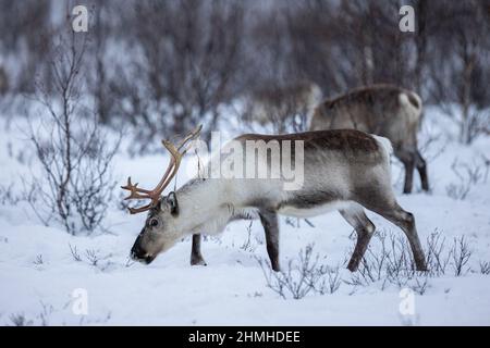 Renna Sami nei pressi di Kautokeino in inverno nella natura Foto Stock