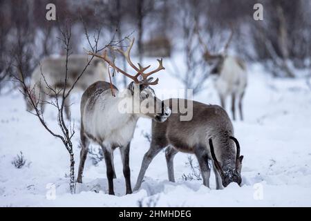 Renna Sami nei pressi di Kautokeino in inverno nella natura Foto Stock