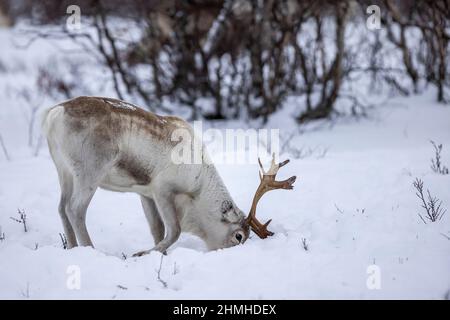 Renna Sami nei pressi di Kautokeino in inverno nella natura Foto Stock