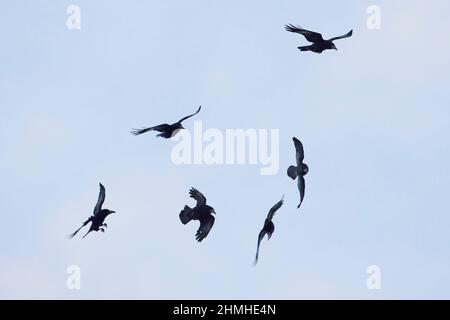 Corvi, cuoco, Corvus frugilegus, gregge, in volo Foto Stock