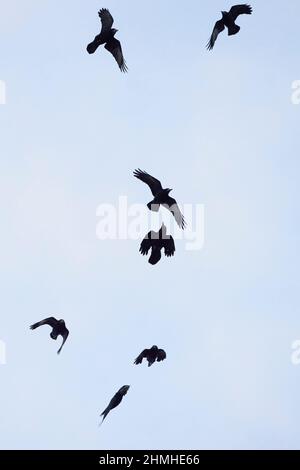 Corvi, cuoco, Corvus frugilegus, gregge, in volo Foto Stock