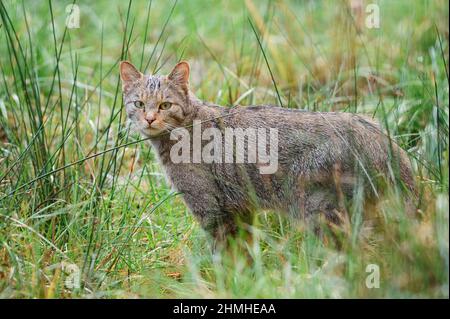 Gatto selvatico europeo (Felis silvestris silvestris), Renania settentrionale-Vestfalia, Germania Foto Stock