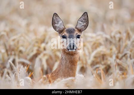 Capriolo europeo (Capreolus capreolus), doe a Kornfeld, Renania settentrionale-Vestfalia, Germania Foto Stock