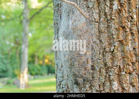 Falesia processionaria di quercia (Thaumetopoea processionea), pilastri in un nido di coca, Renania settentrionale-Vestfalia, Germania Foto Stock