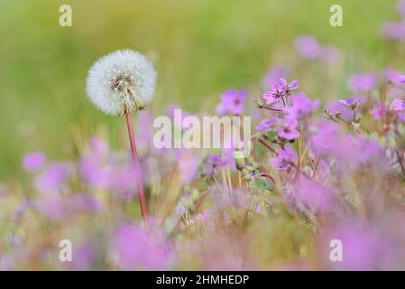 Dente di leone comune (Taraxacum officinale), infrottescenza, dente di leone, Renania settentrionale-Vestfalia, Germania Foto Stock