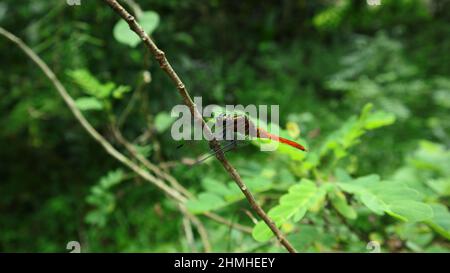 Primo piano di una libellula di coda arancione che poggia sulla parte superiore di un gambo Foto Stock