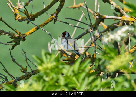 Goldfinch con tutti i suoi colori primaverili seduti su un piccolo ramo in uno sfondo di luce dorata e verde fogliame Foto Stock